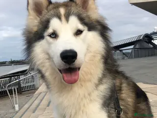 Mixed Breed dogs Stunning Husky x Malamute Male Available for Stud - Advert 18