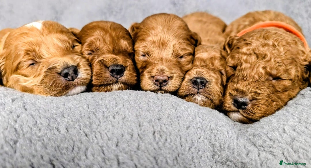 Cockapoo dogs for sale: GENUINE F1B COCKAPOO PUPPIES  - Image 3