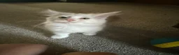 Maine Coon cats for sale: We have a beautiful set of main coon kittens  in Buckingham - Advert 6