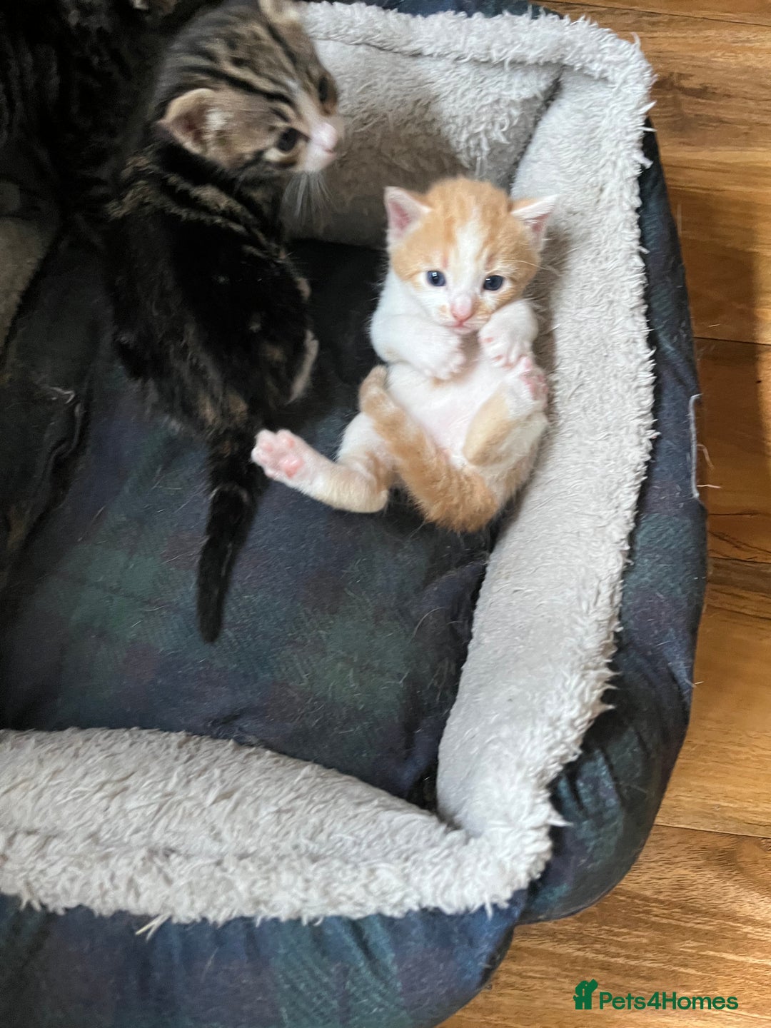 British Shorthair cats for sale: Kittens for sale  - Image 7
