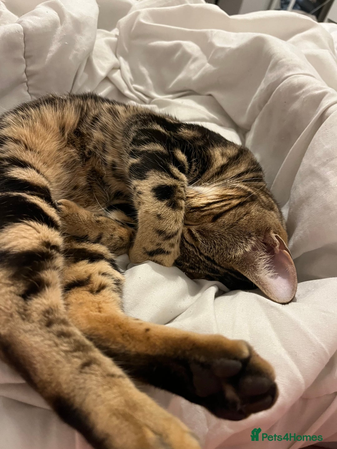 Bengal cats for sale: Molly  - Advert 2