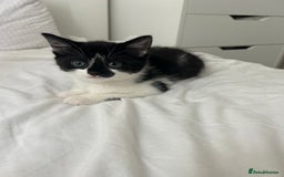 Manx cats for sale: Gorgeous girl kitten - Image 3