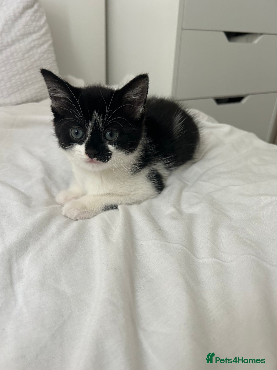 Manx cats for sale: Gorgeous girl kitten - Image 3