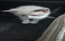 Ragdoll cats for sale: 3 quarters RAGDOLL KITTENS FOR SALE £150 - Image 30
