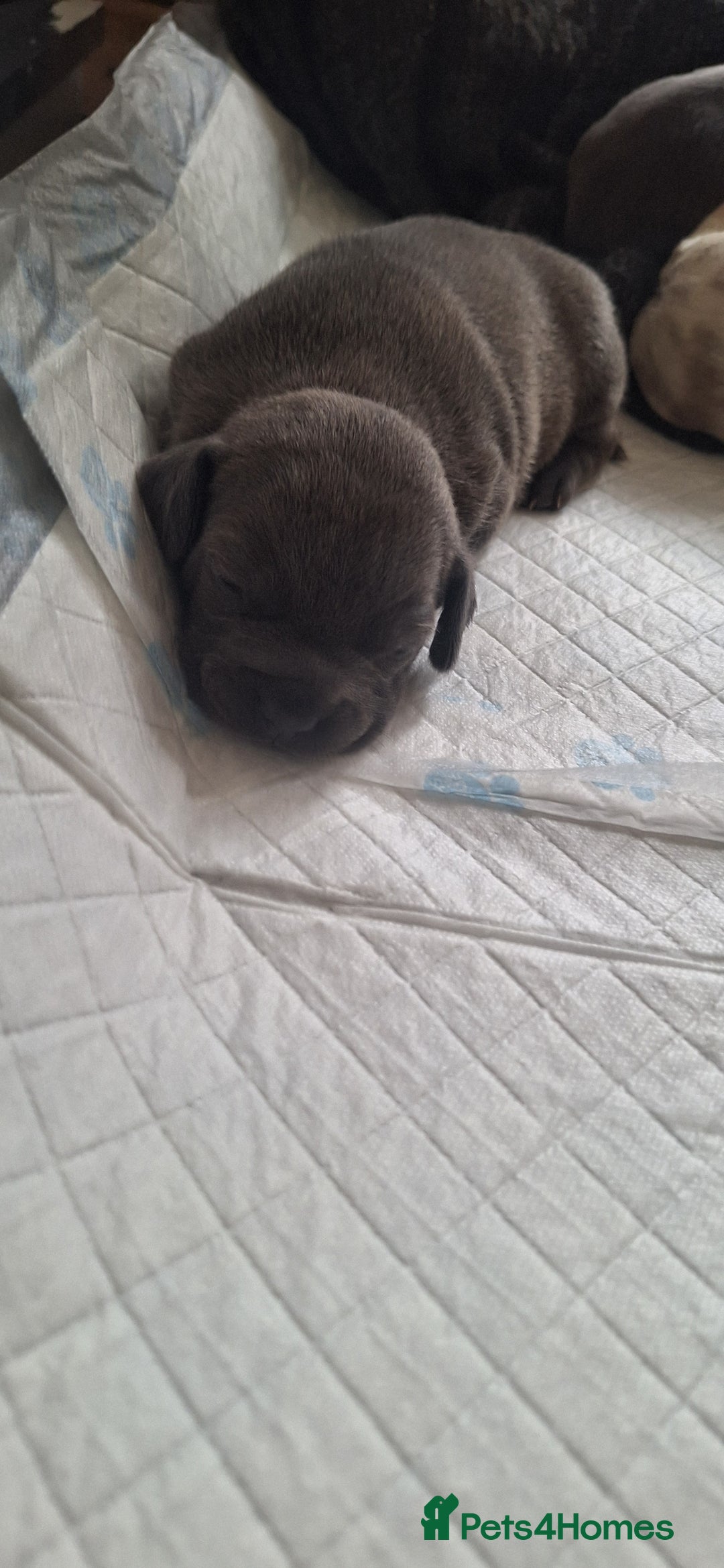 Mixed Breed dogs for sale: French wiener  - Image 5