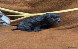 Jackapoo dogs for sale: Beautiful Jackapoo Puppies, READY NOW - Image 26