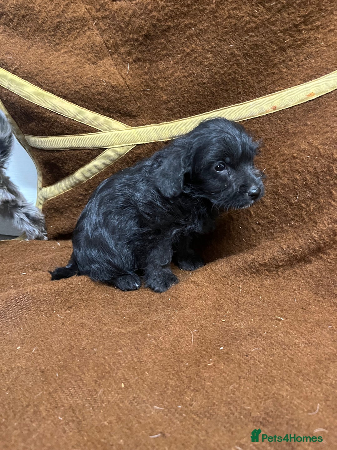 Jackapoo dogs for sale: Beautiful Jackapoo Puppies, READY NOW - Image 26