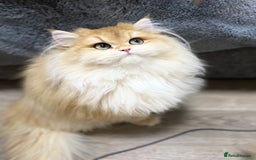 British Shorthair cats for sale: Stunning Champion Bloodlines kittens  - Advert 2