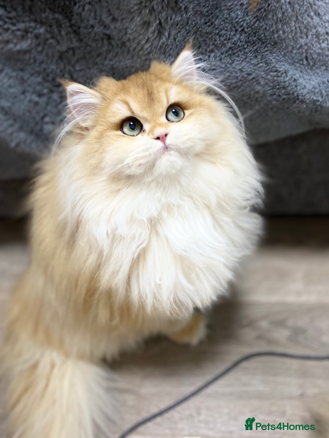 British Shorthair cats for sale: Stunning Champion Bloodlines kittens  - Advert 2