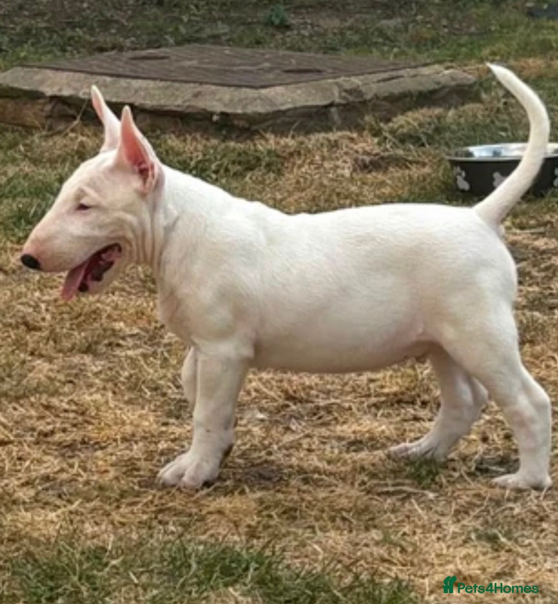 English Bull Terrier dogs 1 boy available outstanding pedigree  - Advert 4