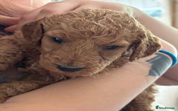 Poodle dogs for sale: Standard Poodle Red  IKC Champion lines - Image 4