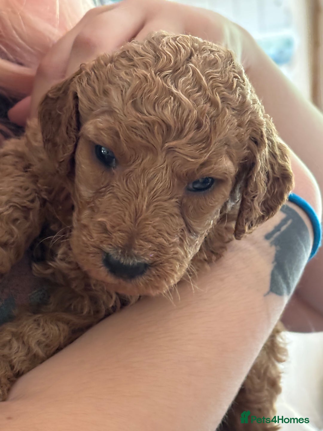 Poodle dogs for sale: Standard Poodle Red  IKC Champion lines - Image 4