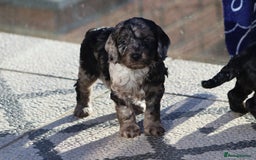 Cockapoo dogs for sale: F1 Cockapoo puppies for sale - Advert 25