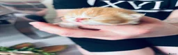 Persian cats for sale: 💖💖🐱💙💙 Persian kittens 💙💙🐱💖💖 - Advert 18