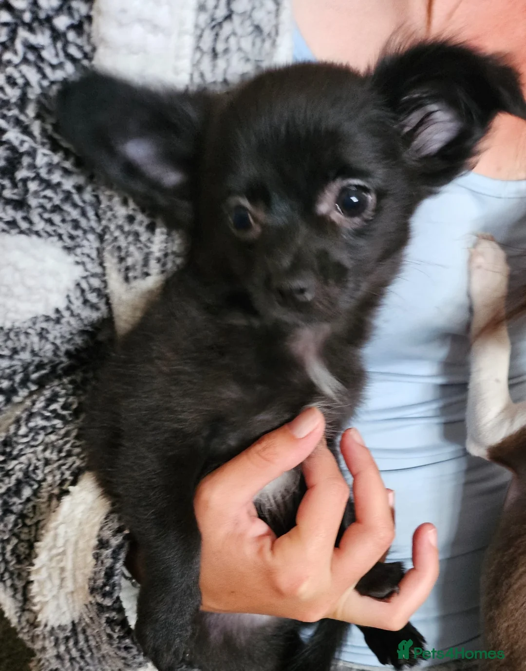 Chihuahua dogs for sale: Chihuahua puppys - Advert 2