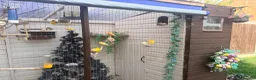 Mixed Breed birds for sale: Mixed avrariy  - Advert 2