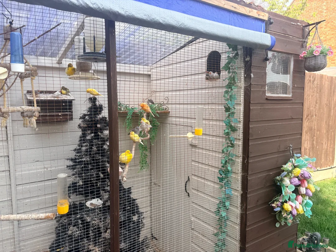 Mixed Breed birds for sale: Mixed avrariy  - Advert 2