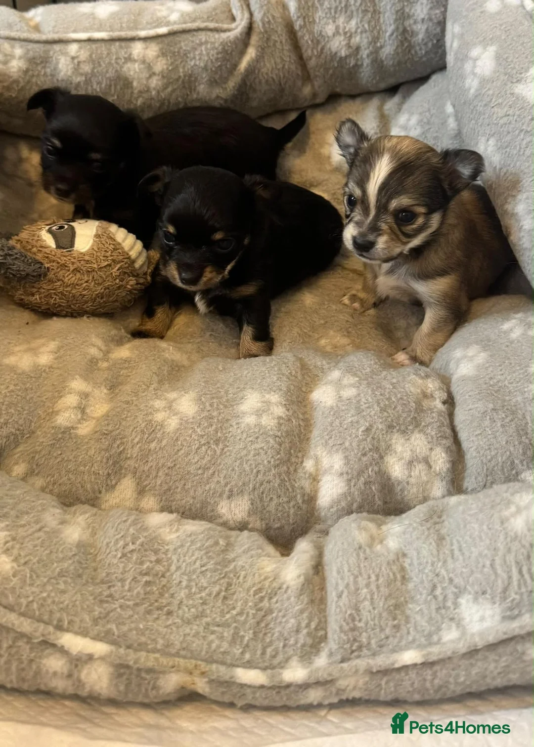 Chihuahua dogs for sale: 3 Long-Haired Mini Chihuahua Puppies – Deer Head in Holywood - Advert 2