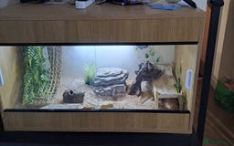Bearded Dragon reptiles for sale: bearded dragon  - Image 6