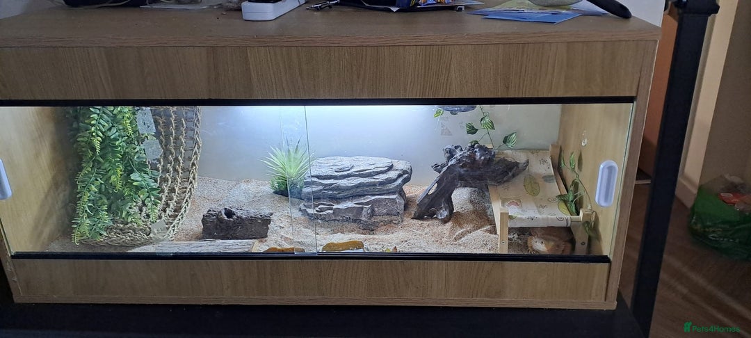 Bearded Dragon reptiles for sale: bearded dragon  - Image 6
