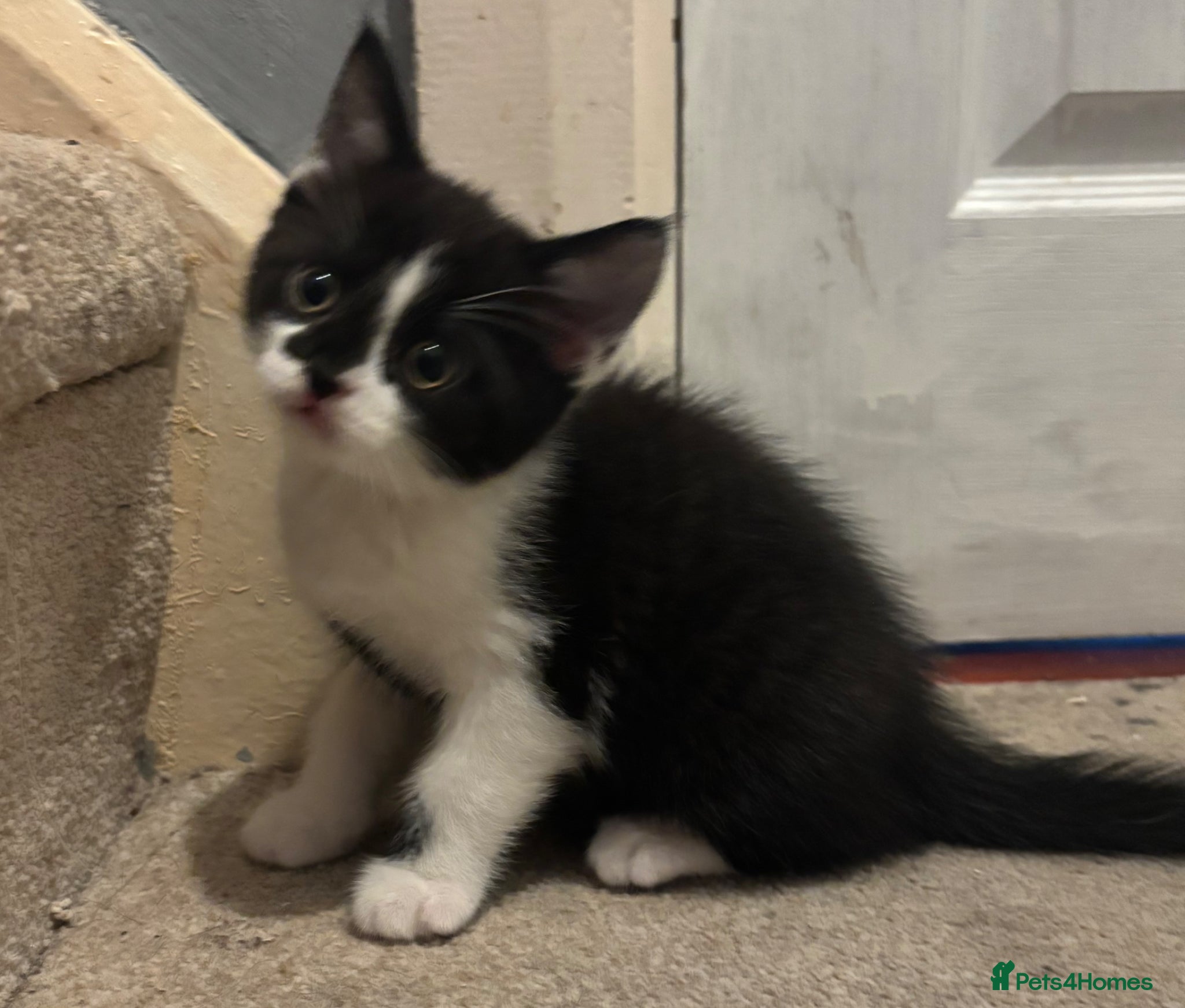 Mixed Breed cats for sale: Black & White Male kitten for sale in Fareham - Advert 3
