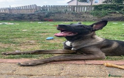 Mixed Breed dogs for sale: Staffy x Akita x ridgeback Girl  - Image 7