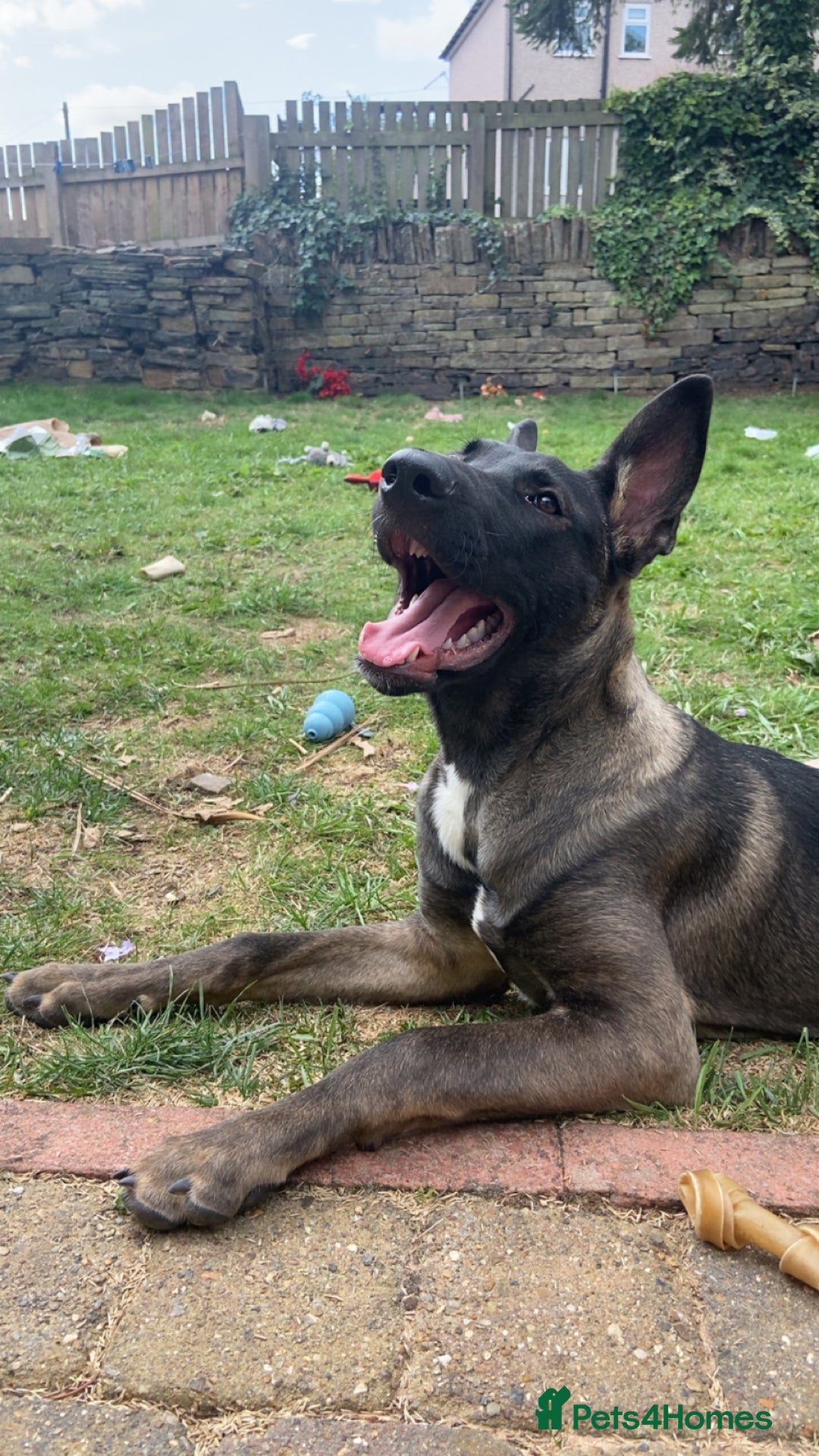 Mixed Breed dogs for sale: Staffy x Akita x ridgeback Girl  - Image 7
