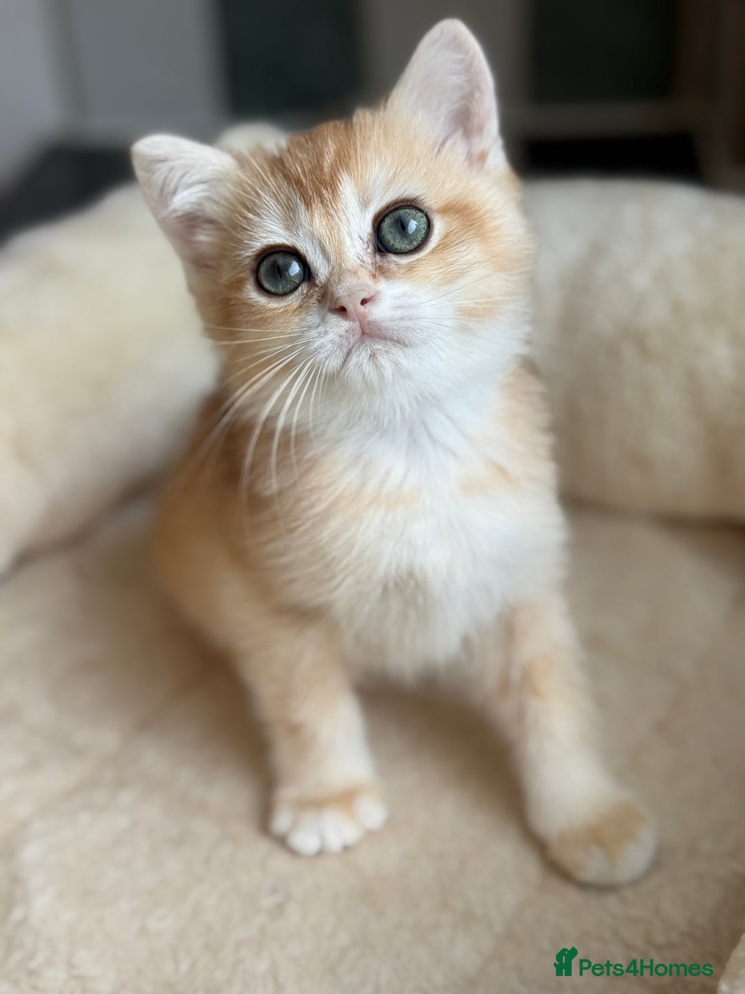 British Shorthair cats for sale: GCCF reg BSH Chocolate and Black Golden Kittens in London - Image 28