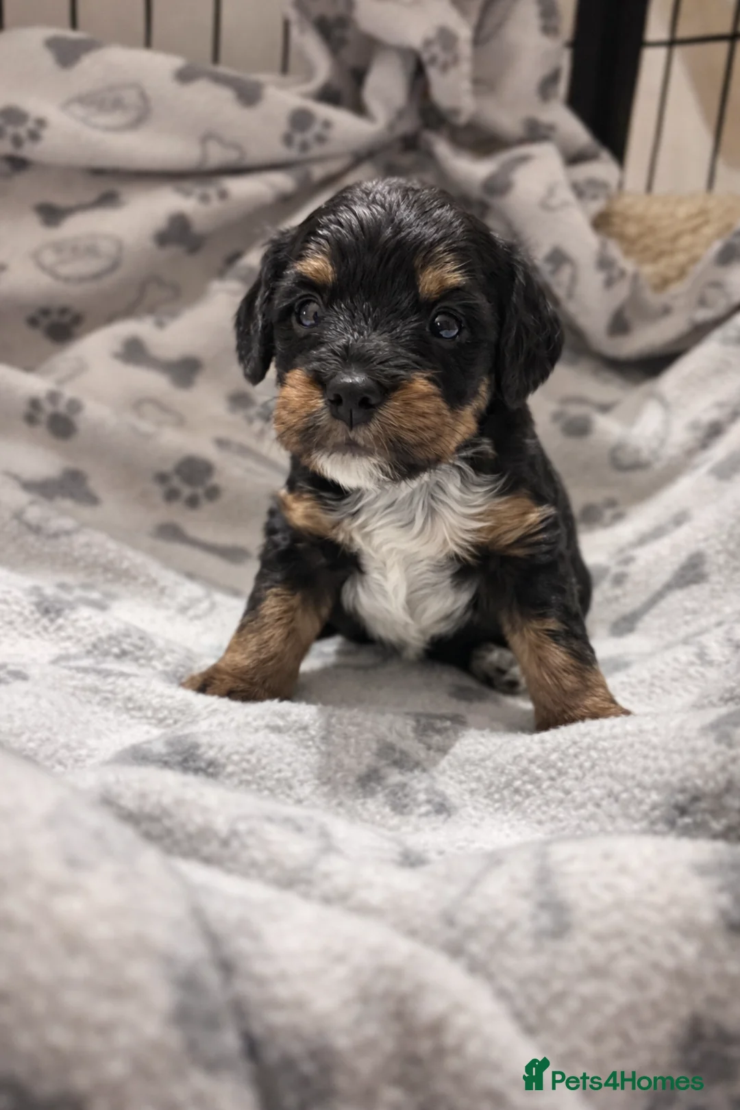 Cockapoo dogs for sale: 6 miniature Cockapoo Puppies - Advert 2