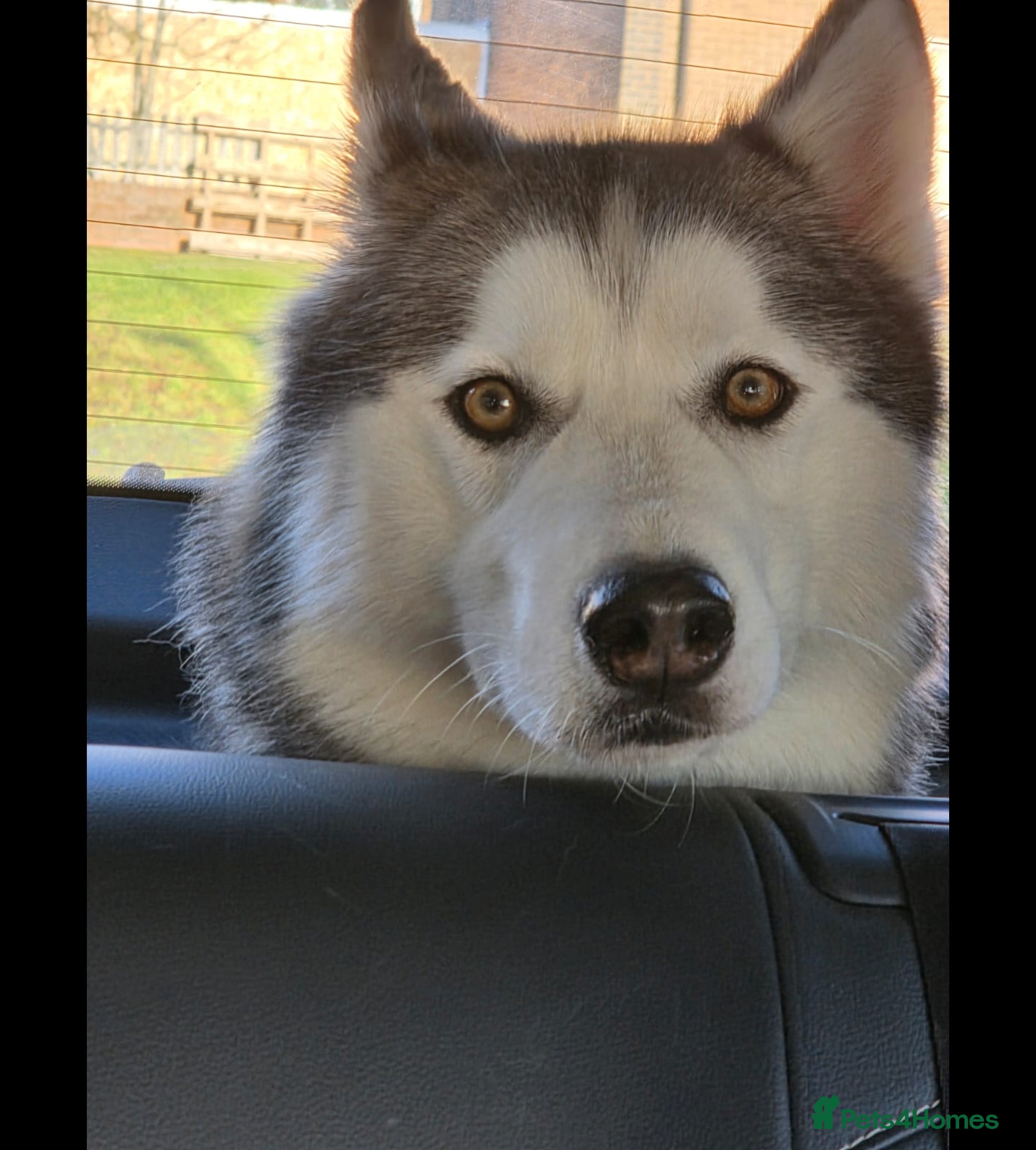 Siberian Husky dogs Playful Husky - Advert 3