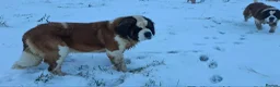 Saint Bernard dogs for sale: Stunning Saint Bernard Puppies in Jedburgh - Advert 8