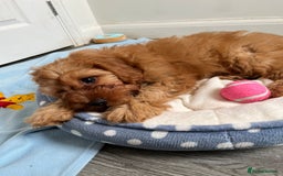Cavapoo dogs for sale: Beautiful red F1 Cavapoo  - Image 1