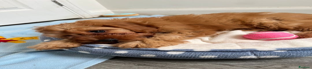 Cavapoo Puppy 1