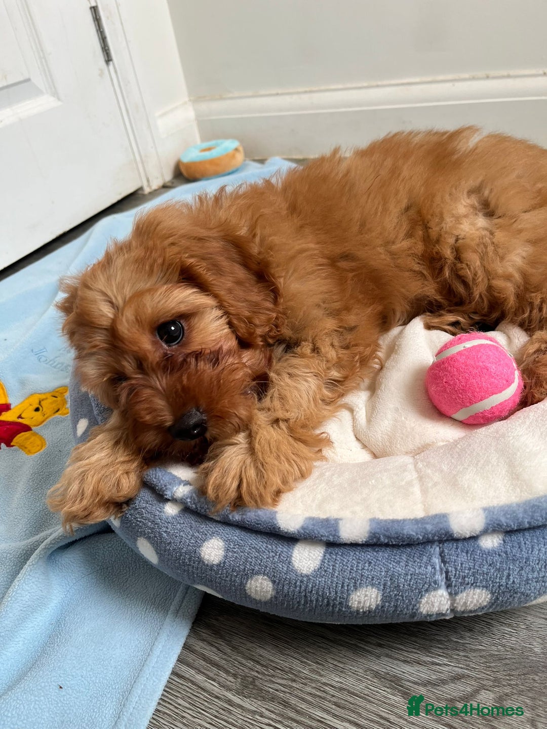 Cavapoo dogs for sale: Beautiful red F1 Cavapoo  - Image 1