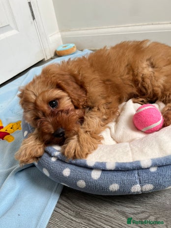 Cavapoo dogs - Advert 6