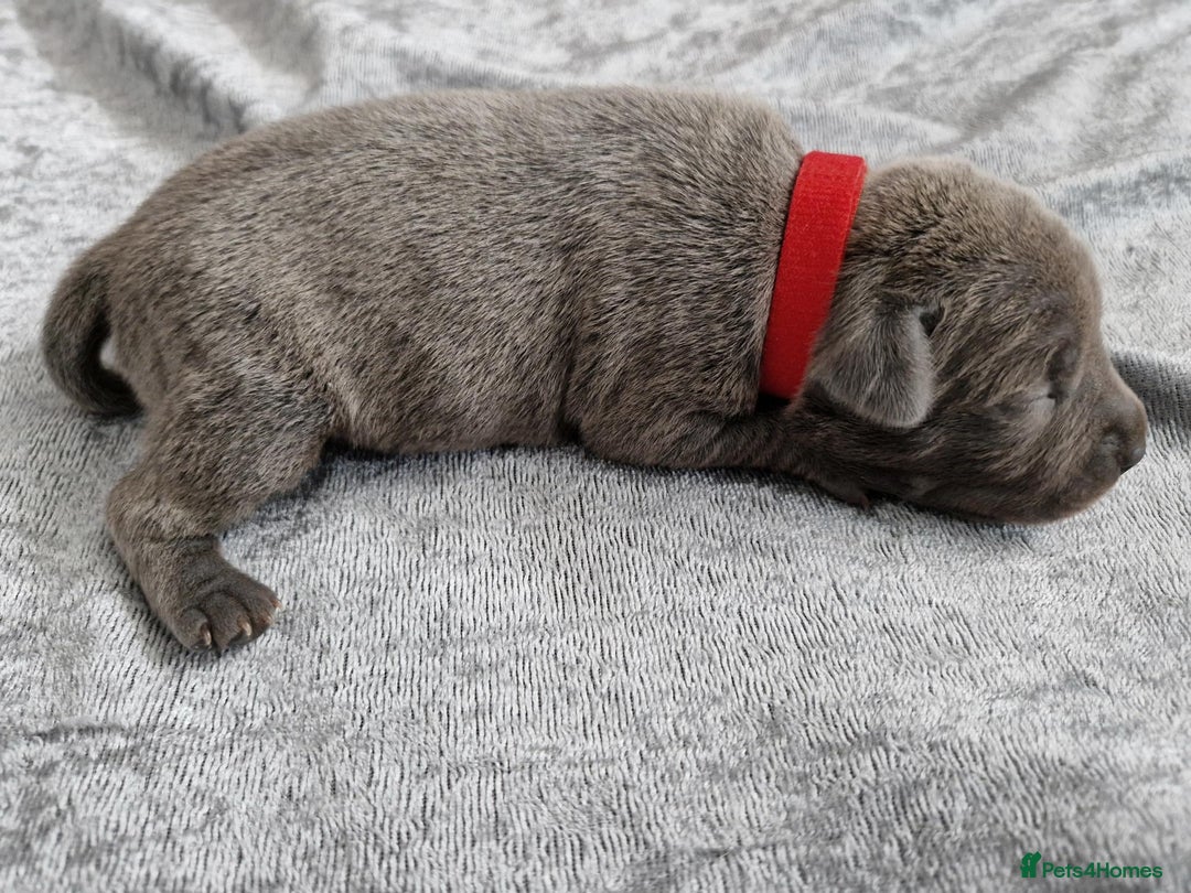 Staffordshire Bull Terrier dogs for sale: 2 Beautiful Male Blue Staffy Puppies - Advert 5