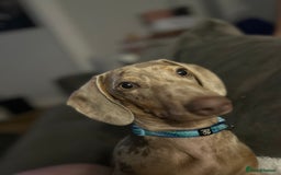 Miniature Dachshund dogs for sale: Frank  - Advert 2