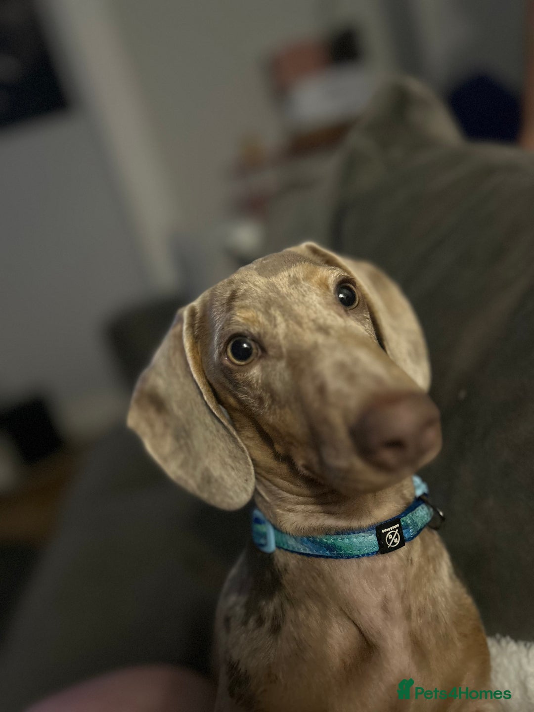 Miniature Dachshund dogs for sale: Frank  - Advert 2