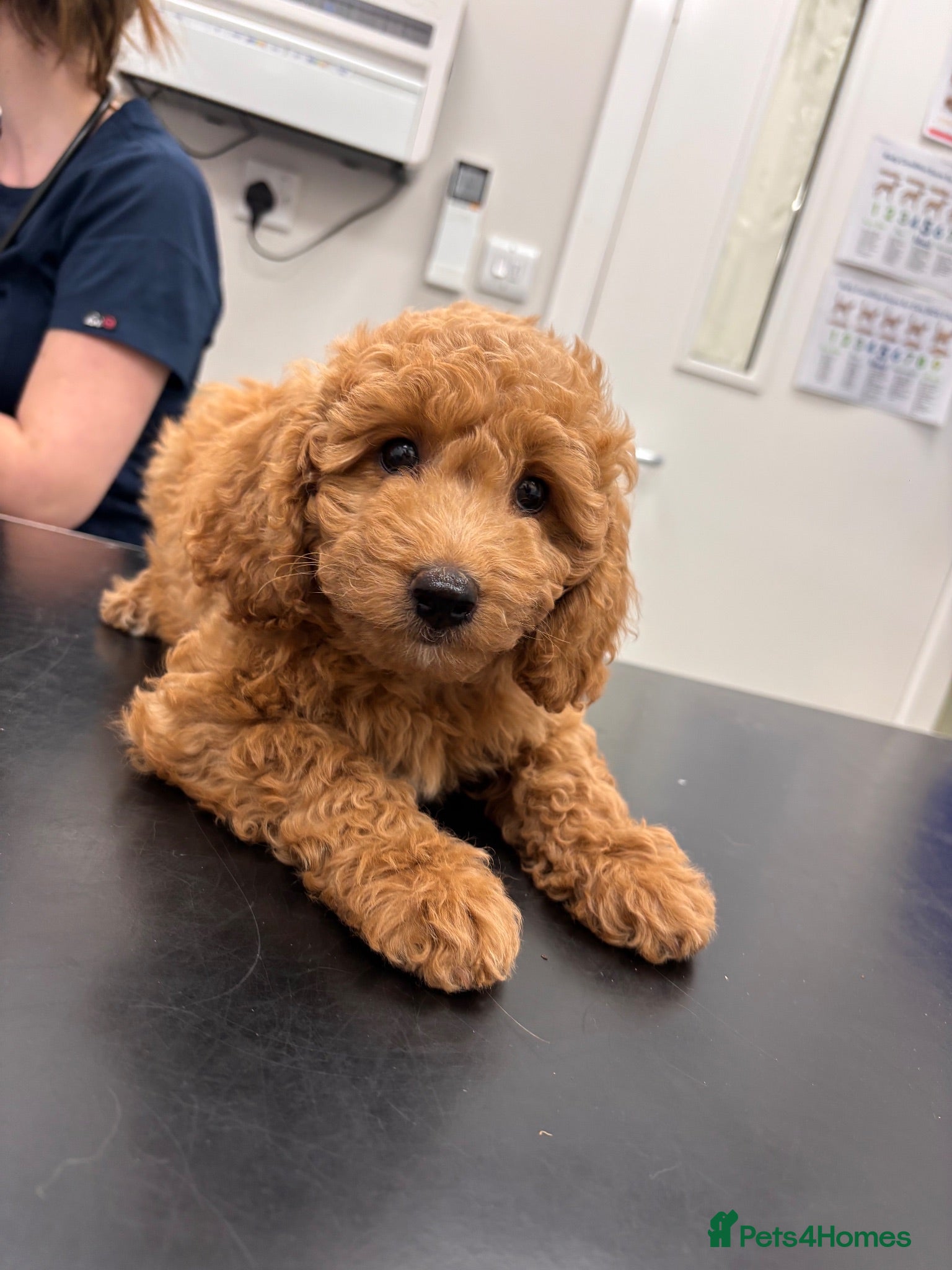 Cavapoochon dogs Miniature Cavapoochon Puppies for Sale - Advert 2