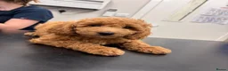 Cavapoochon dogs for sale: Miniature Cavapoochon Puppies for Sale - Advert 31