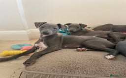 Whippet dogs for sale: 4 left, KC registered blue whippet puppies  - Image 6