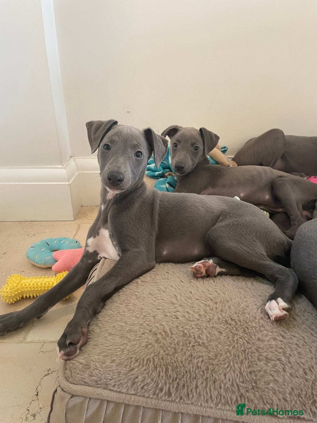 Whippet dogs for sale: 4 left, KC registered blue whippet puppies  - Image 6