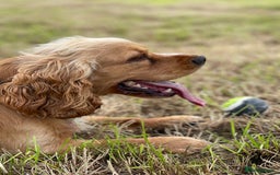 Cocker Spaniel dogs for stud: Golden Cocker Spaniel Available For Stud in Ballynahinch - Image 4