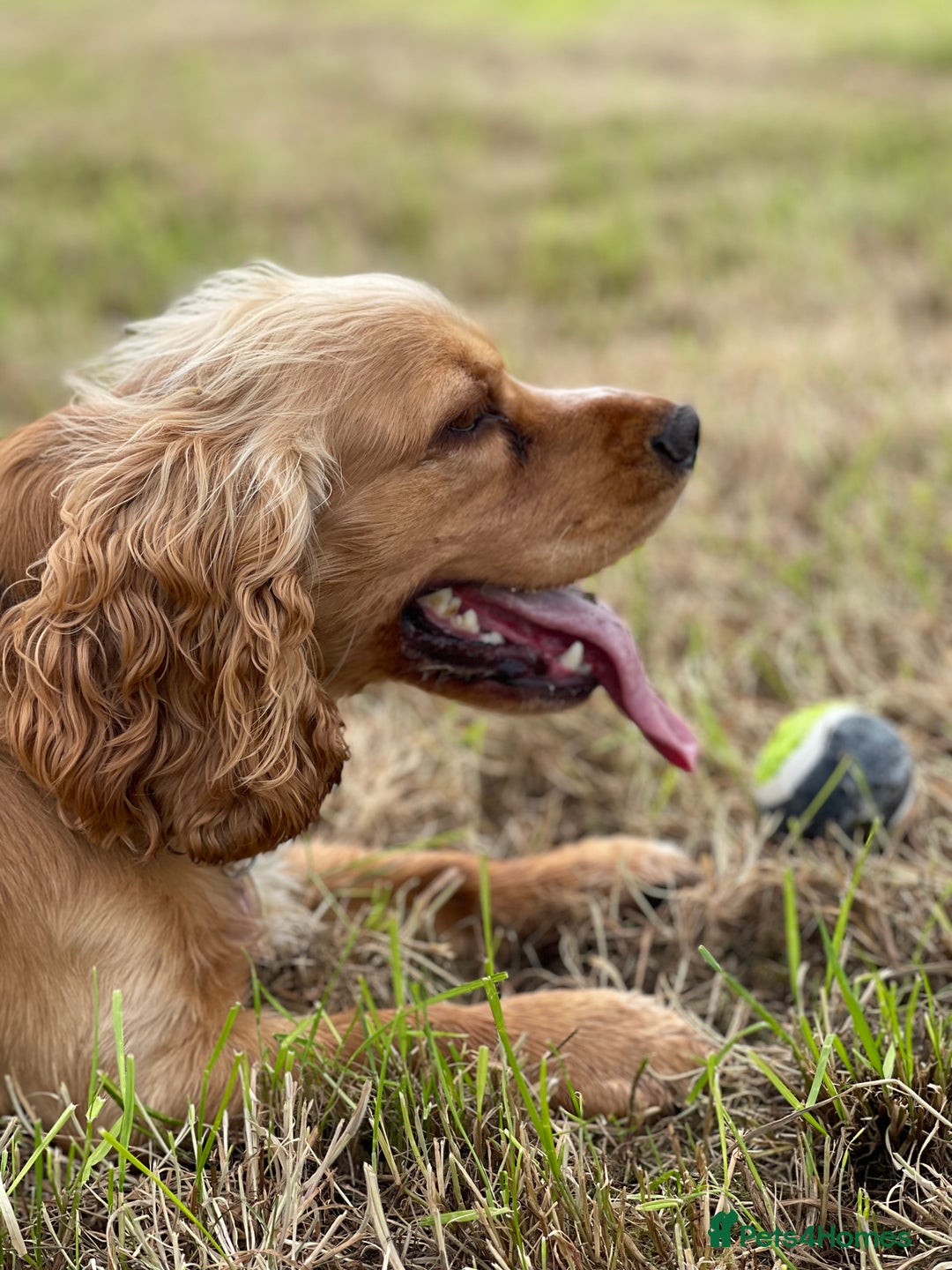 Cocker Spaniel dogs for stud: Golden Cocker Spaniel Available For Stud in Ballynahinch - Image 4