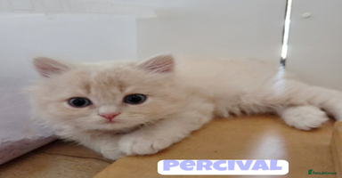 British Shorthair cats - Advert 8