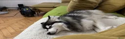 Pomsky dogs for sale: Exceptional F3 Pomsky - Great with Kids in London - Advert 3