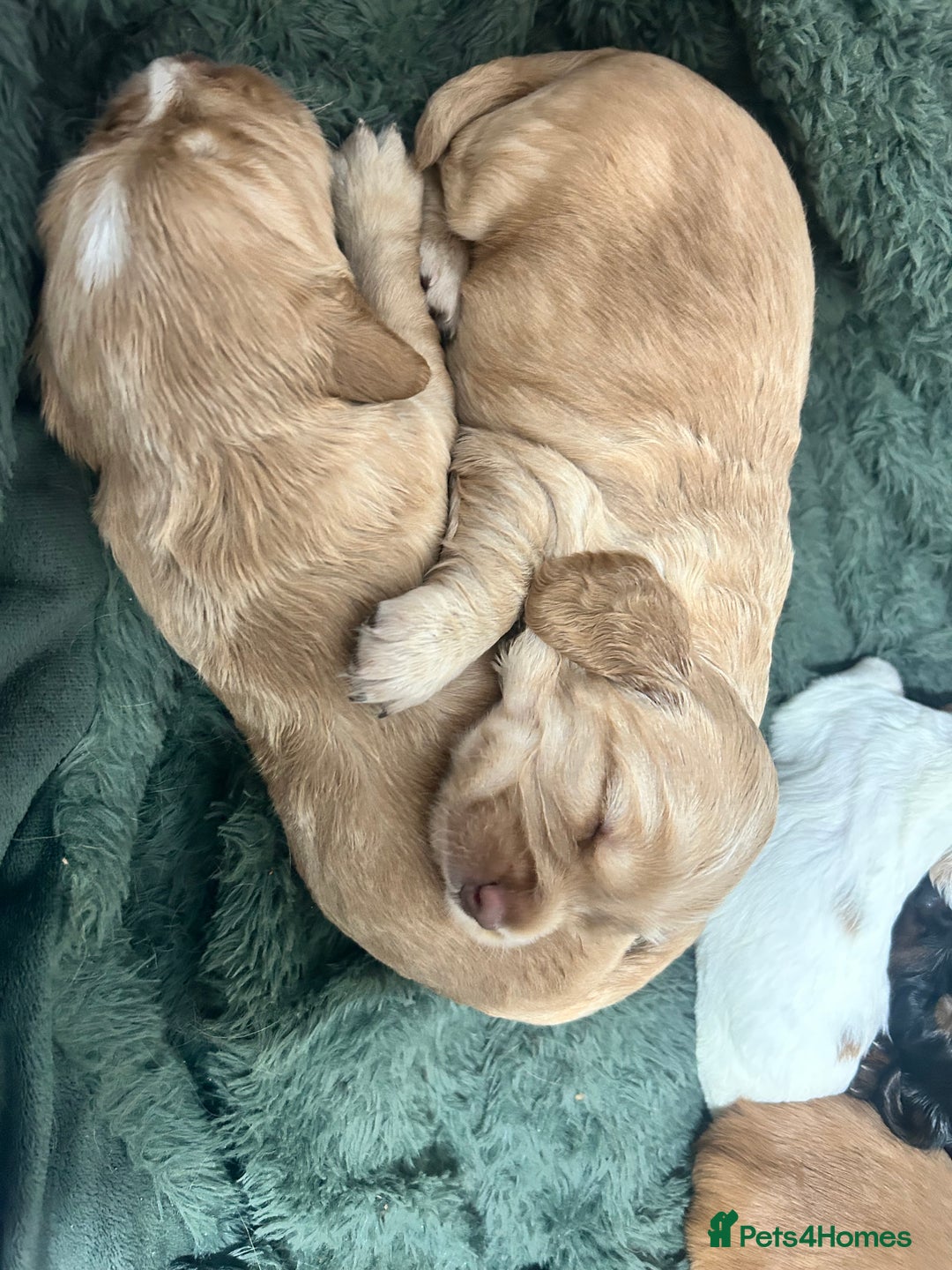 Cocker Spaniel dogs for sale: Cocker spaniel  - Advert 4