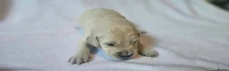 Golden Retriever dogs for sale: KC Registered Show Line Golden Retriever Puppies - Advert 23