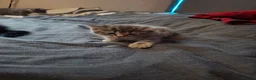 Mixed Breed cats for sale: Lovely kittens looking for their forever homes  - Advert 5