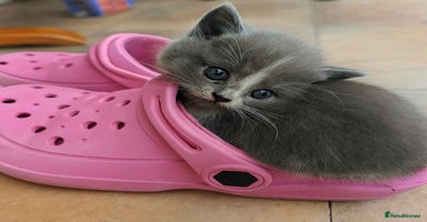Persian cats - Advert 2